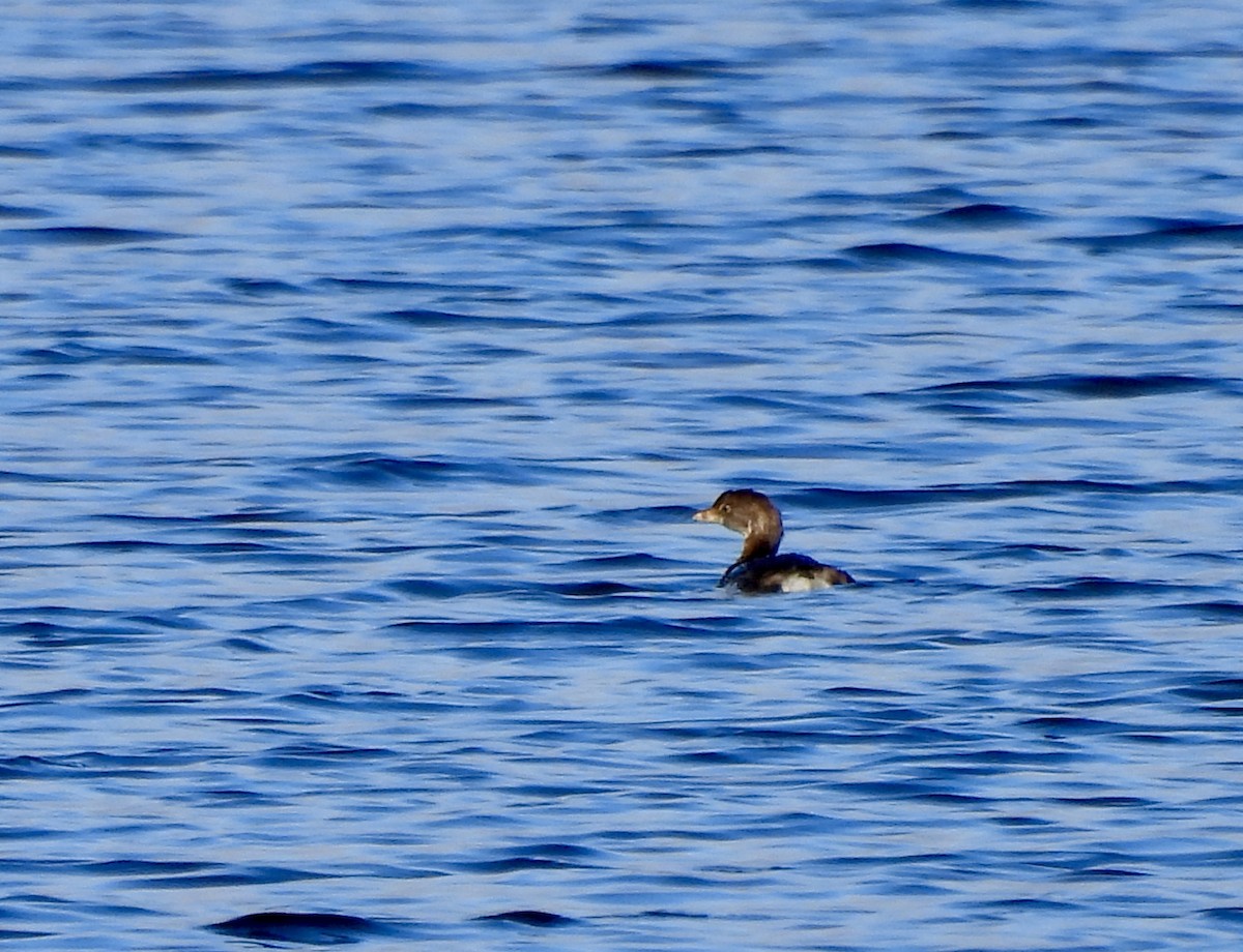 Pied-billed Grebe - ML643673823