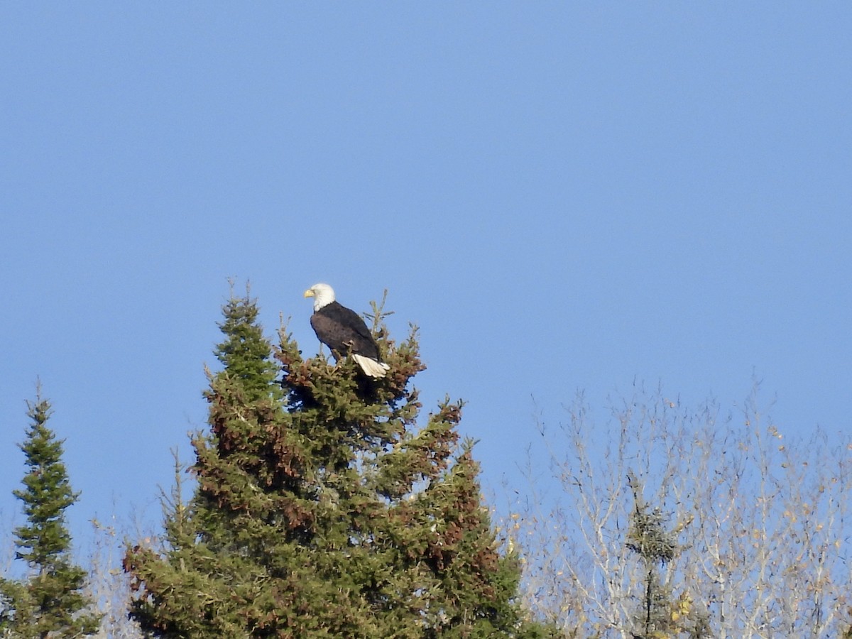 Bald Eagle - ML643673841