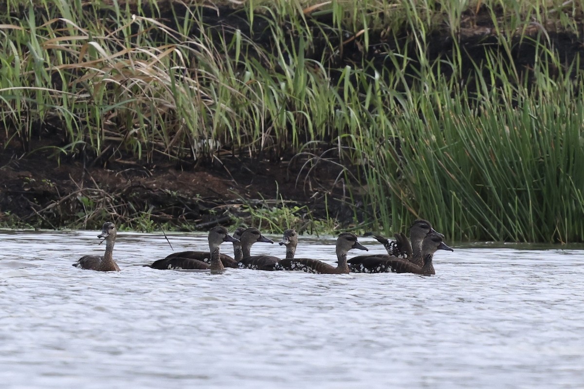 Spotted Whistling-Duck - ML643673844