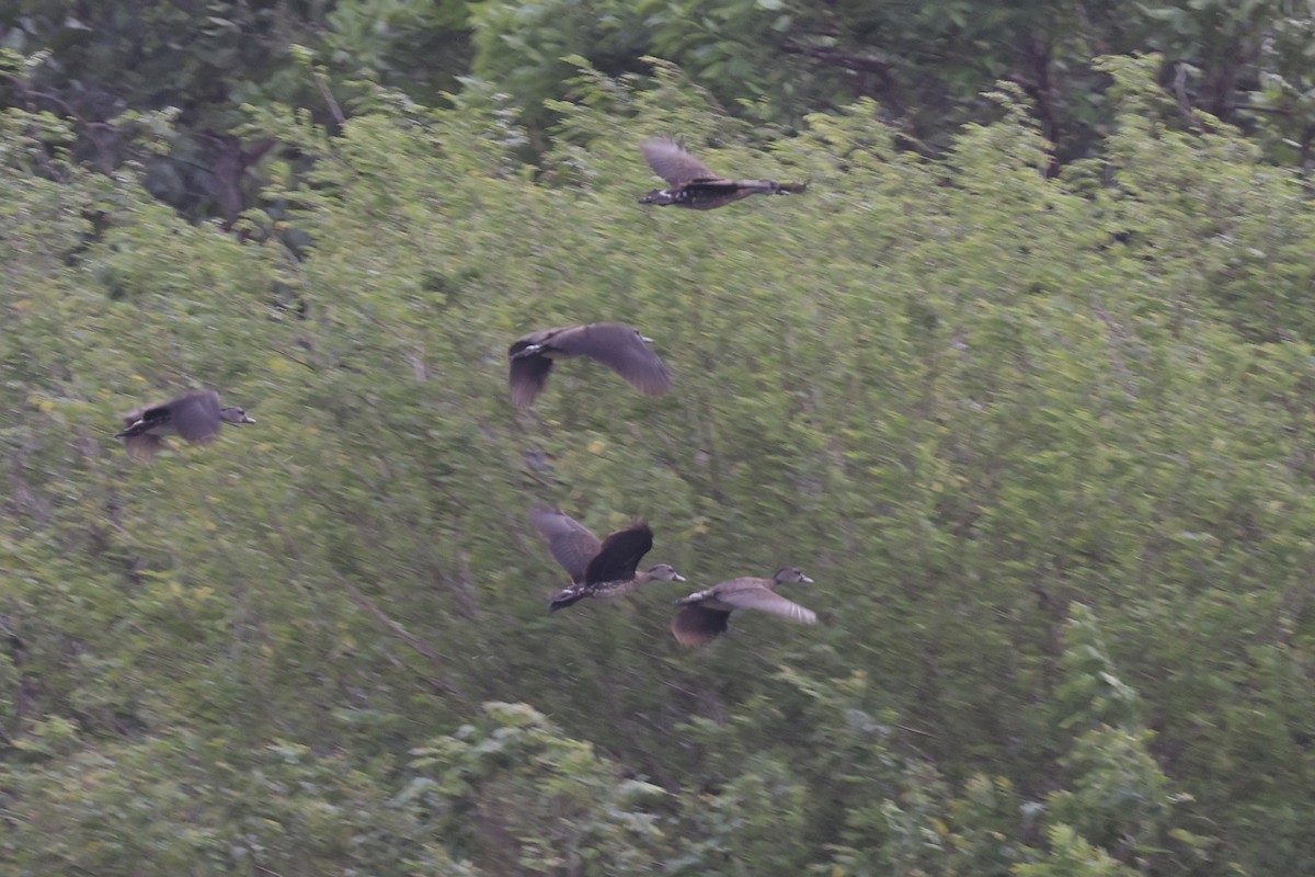 Spotted Whistling-Duck - ML643673845
