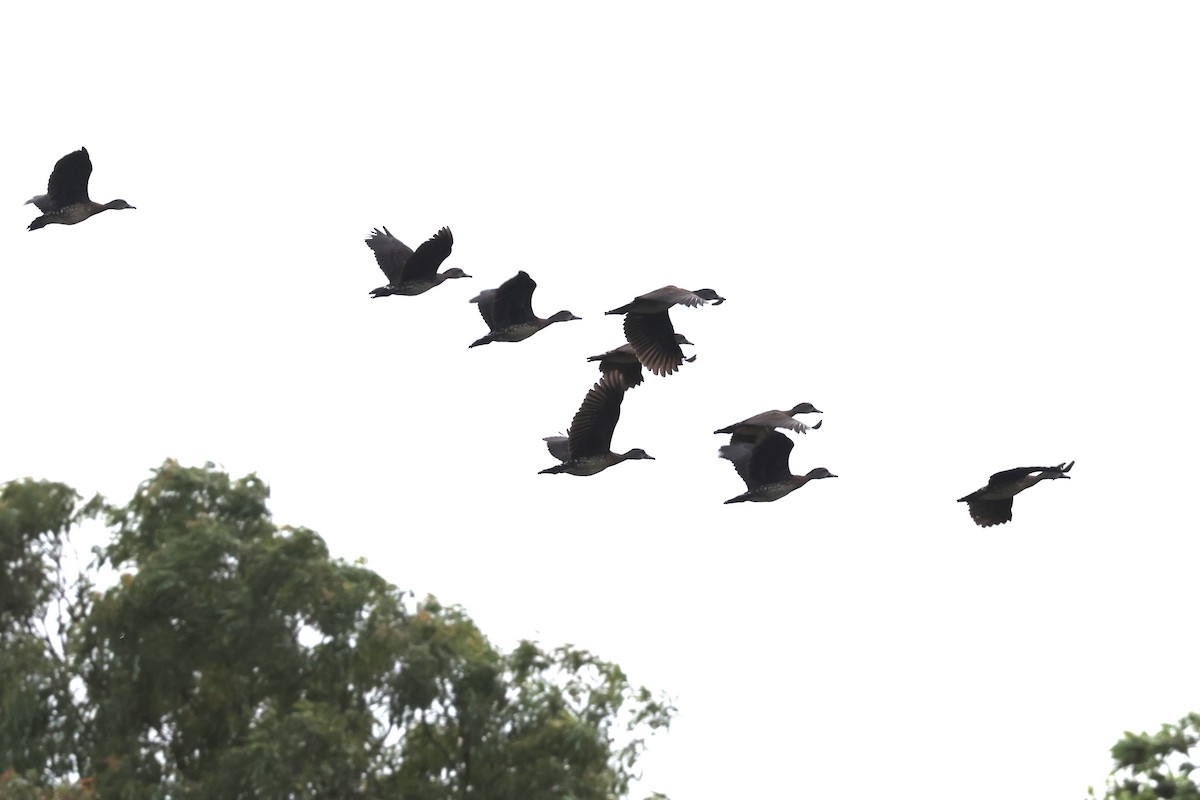 Spotted Whistling-Duck - ML643673846