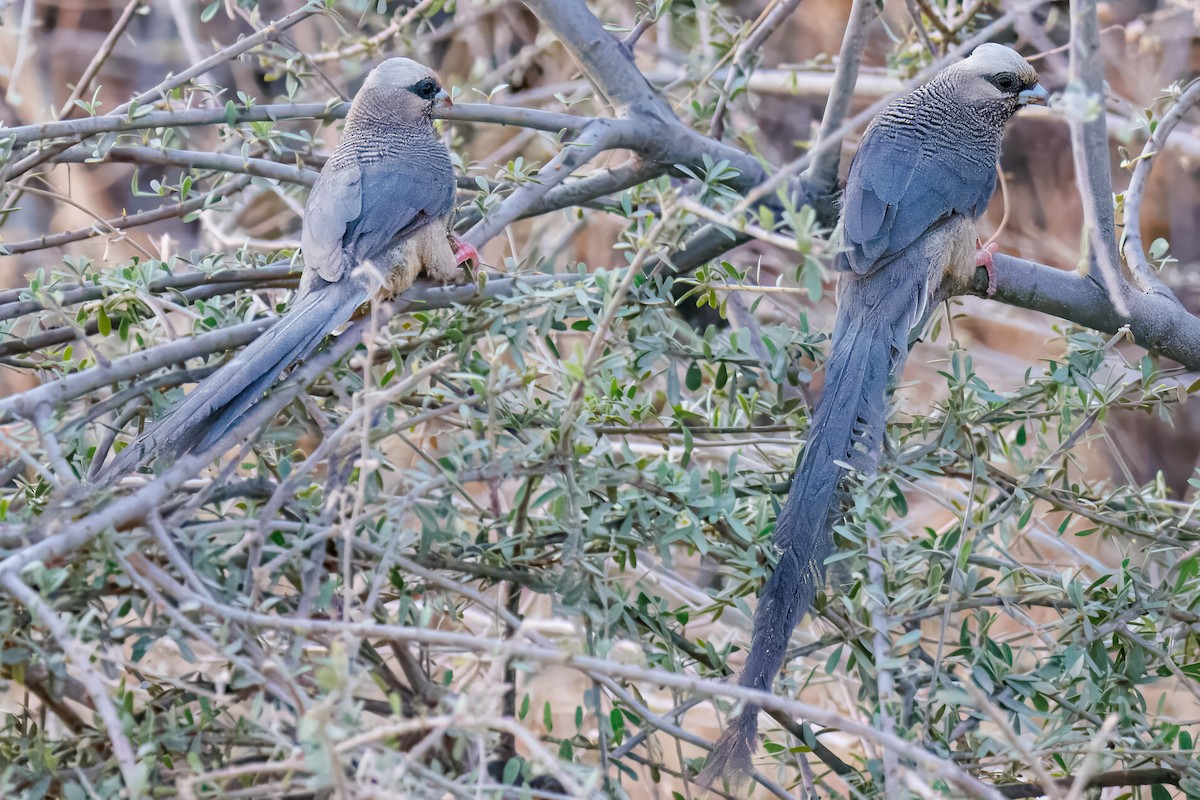 White-headed Mousebird - ML643673859
