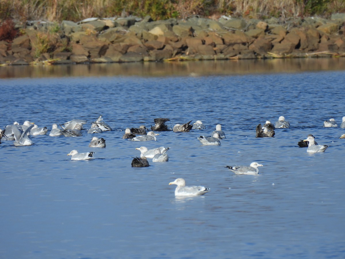American Herring Gull - ML643673863