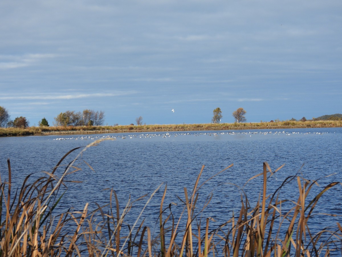 American Herring Gull - ML643673864