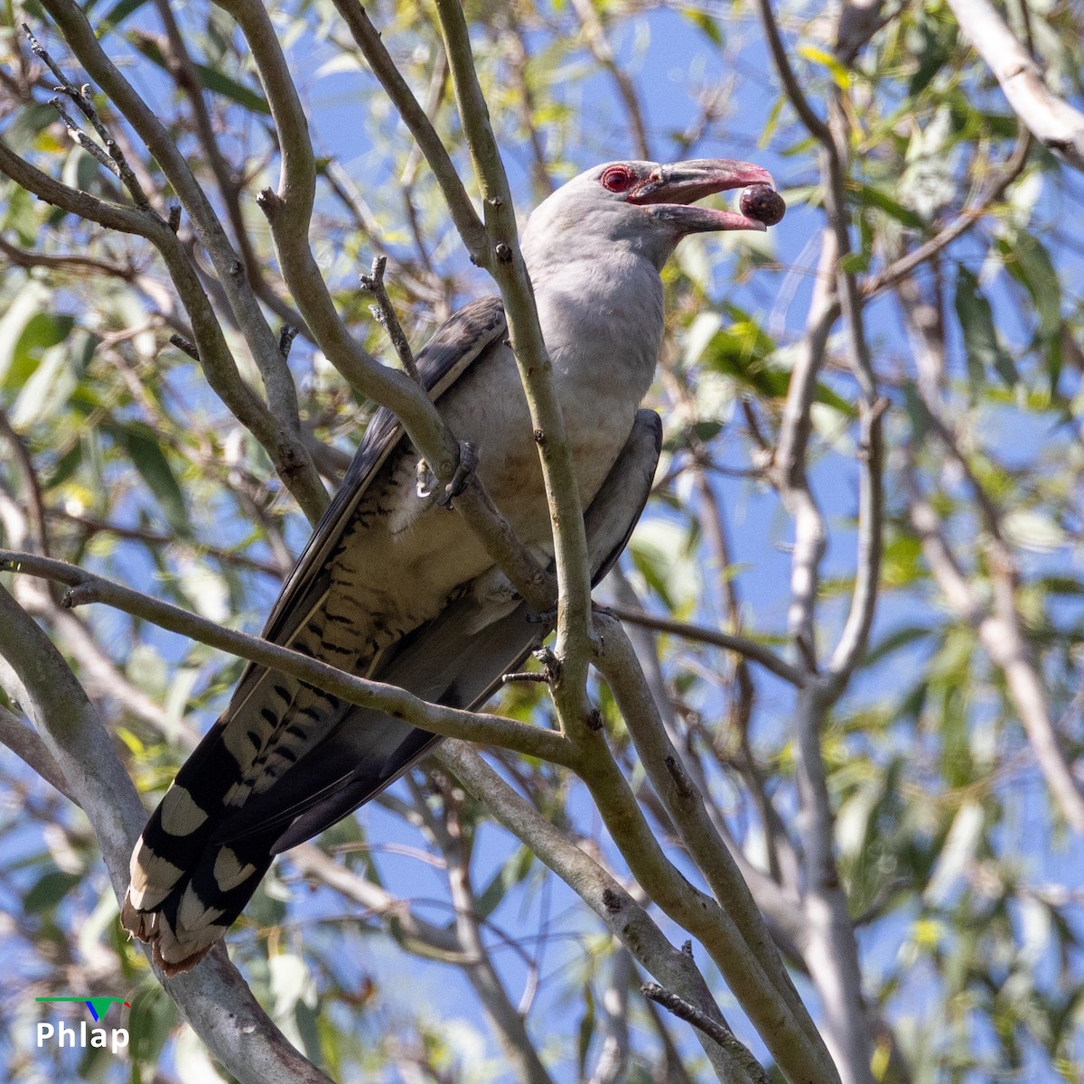 Channel-billed Cuckoo - ML643673869