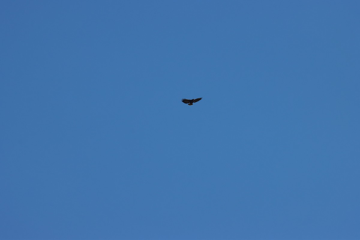 Common Black Hawk - ML643673871