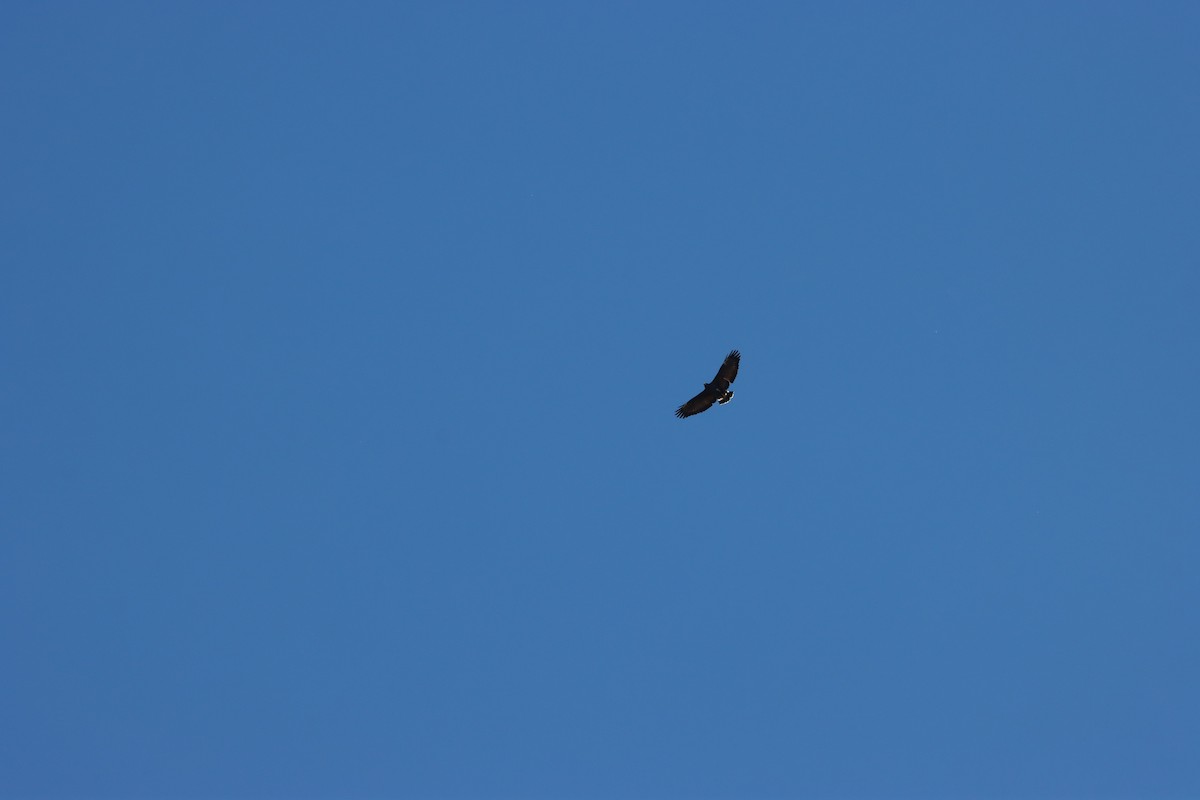 Common Black Hawk - ML643673885