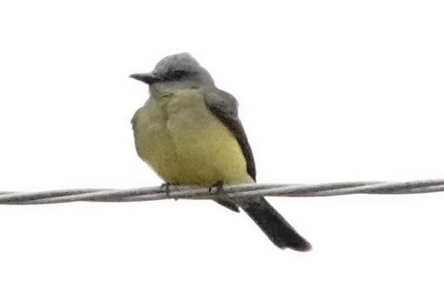 Tropical Kingbird - ML643673896