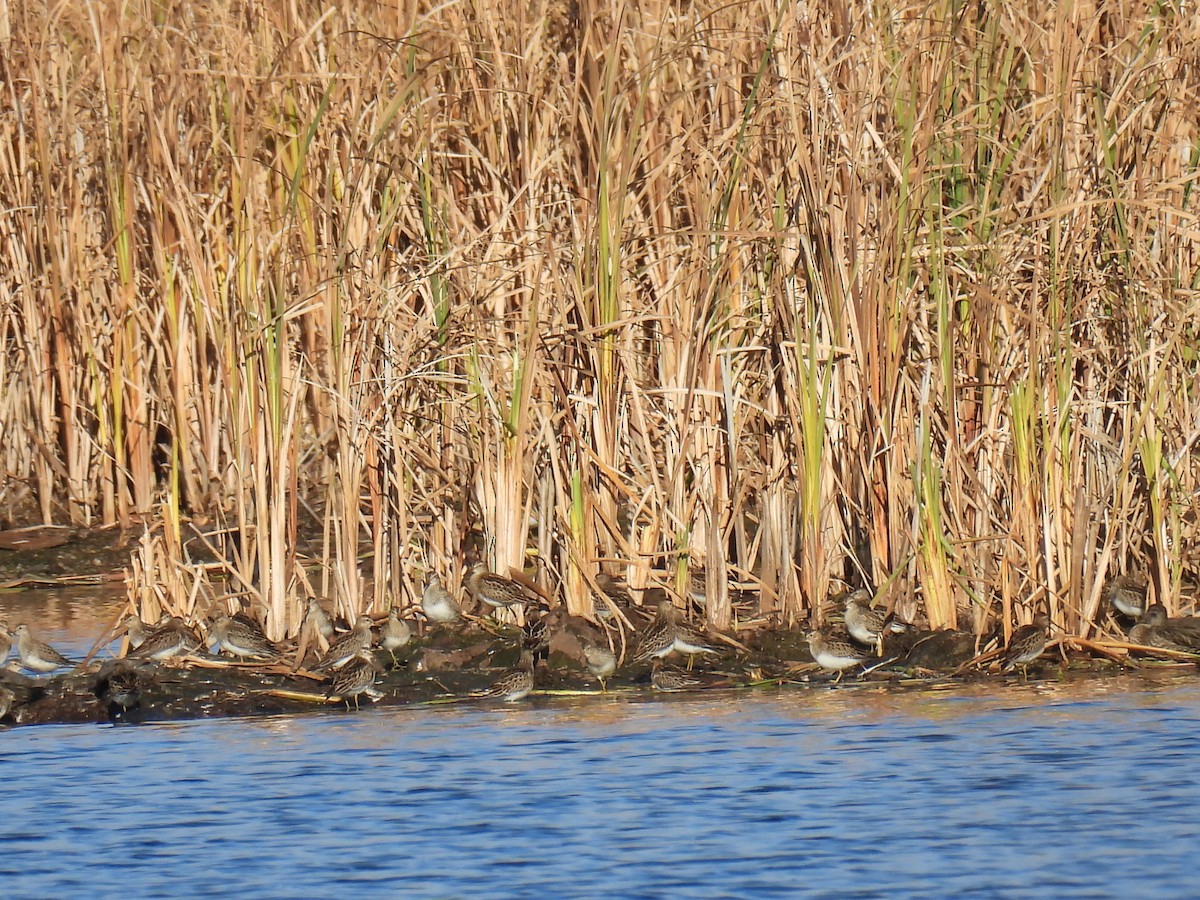 Pectoral Sandpiper - ML643673915