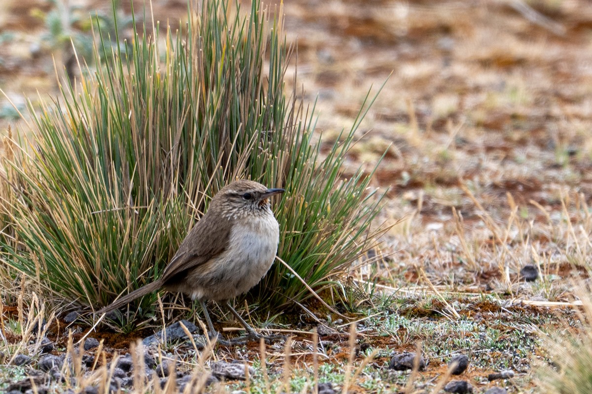 Streak-throated Canastero - ML643673916