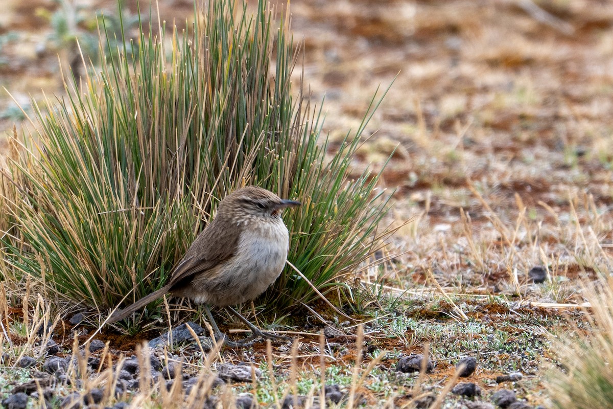 Streak-throated Canastero - ML643673917
