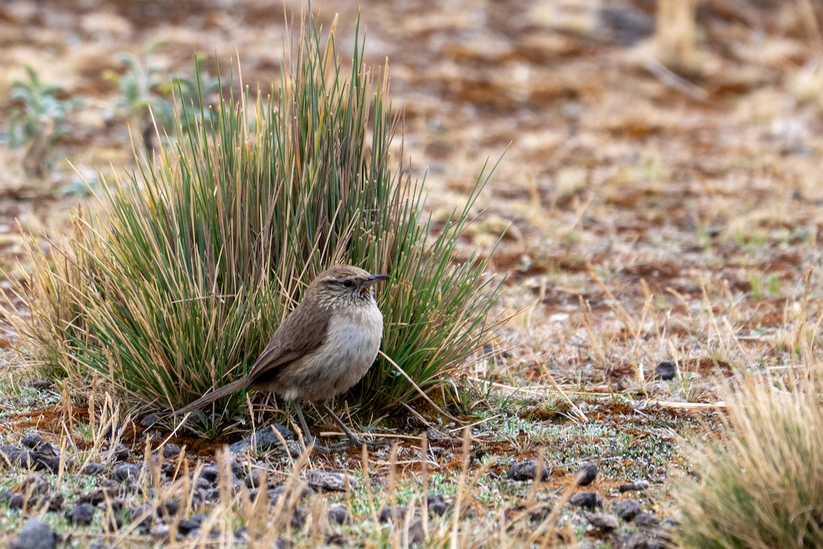Streak-throated Canastero - ML643673918