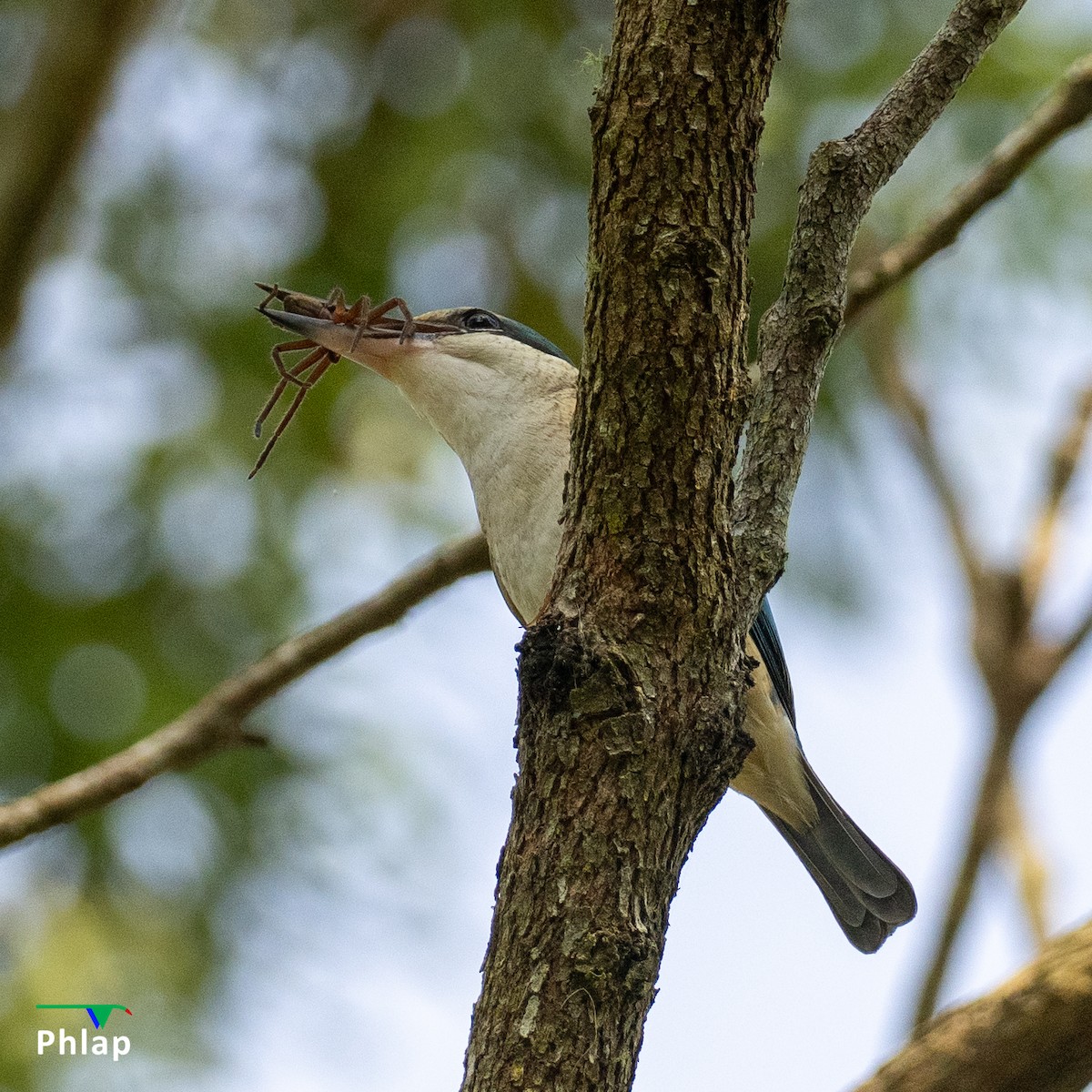 Sacred Kingfisher - ML643673924
