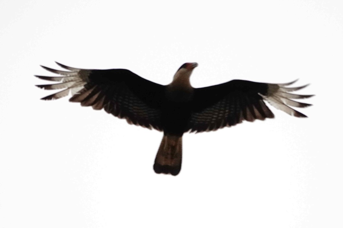 Crested Caracara - ML643673944