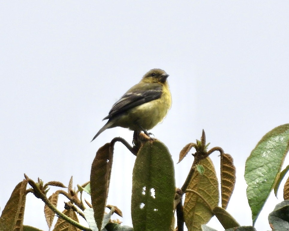 Jilguero Ventriamarillo - ML643673952