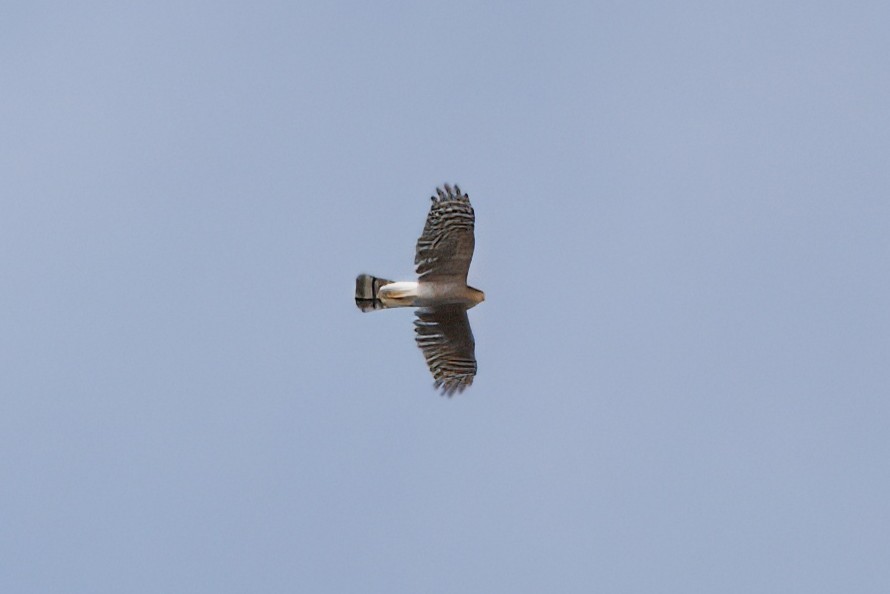 Sharp-shinned Hawk - ML643673963