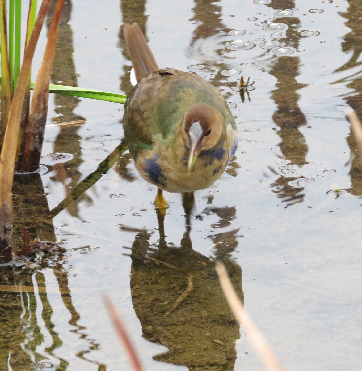 slípka žlutonohá - ML643674000