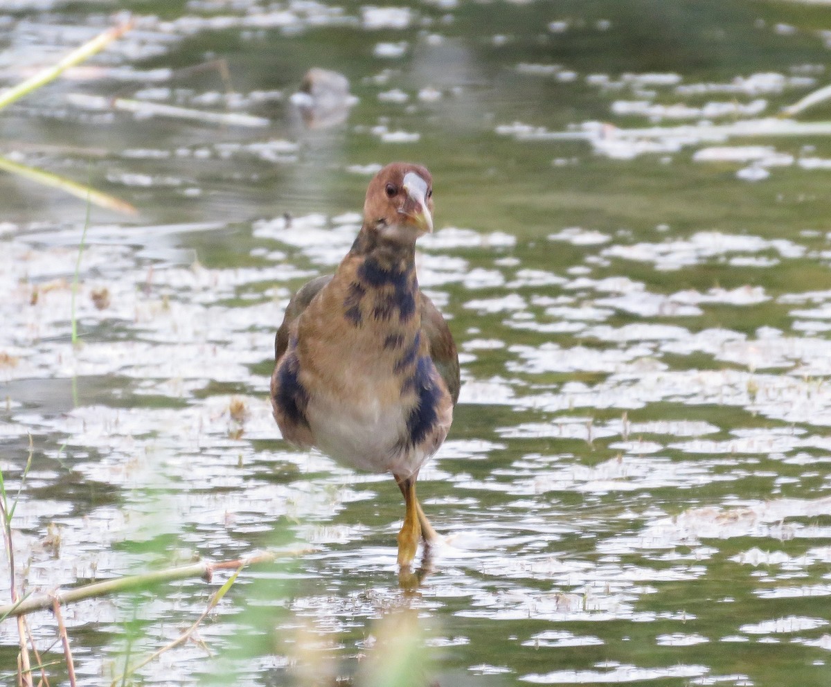 slípka žlutonohá - ML643674001