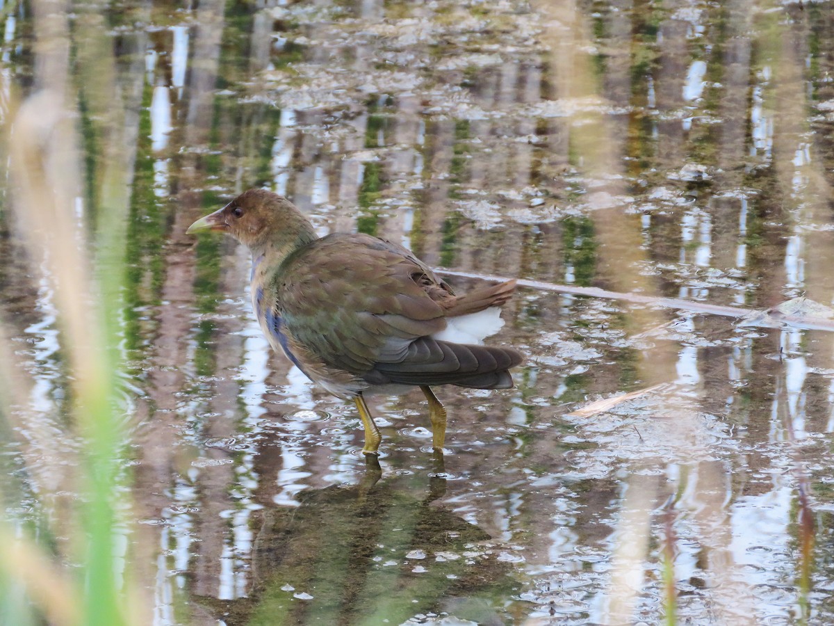 slípka žlutonohá - ML643674003