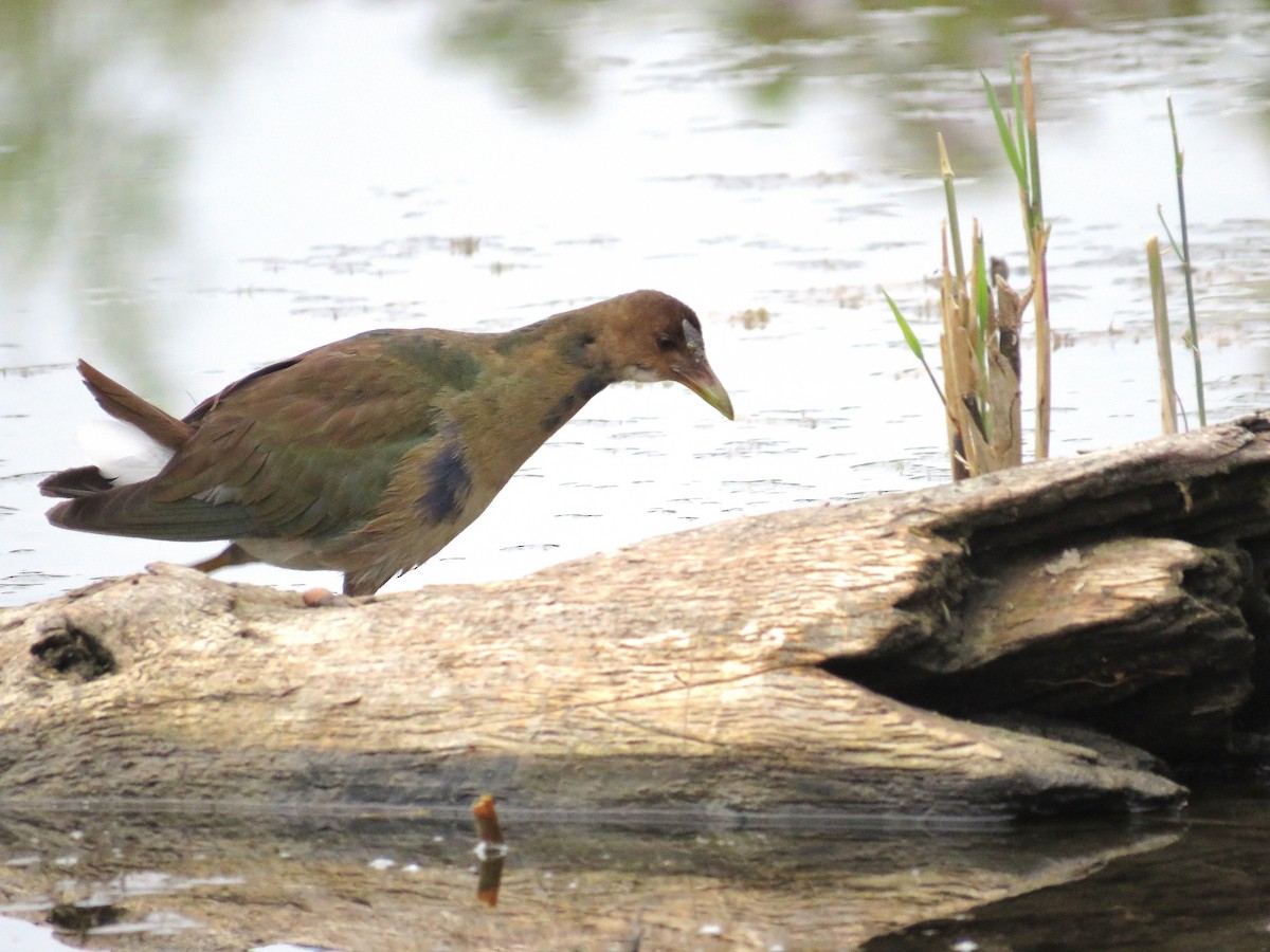 slípka žlutonohá - ML643674004