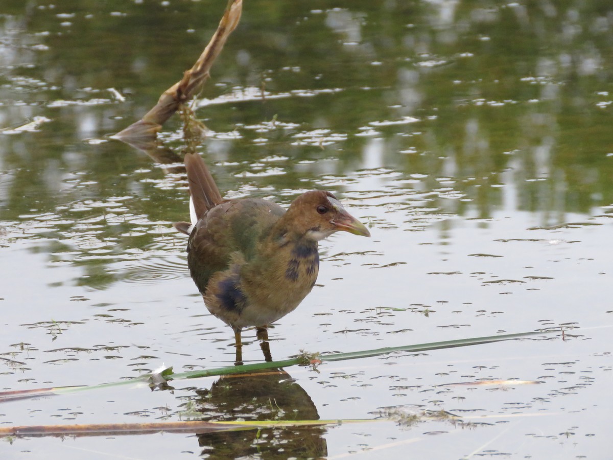 slípka žlutonohá - ML643674005