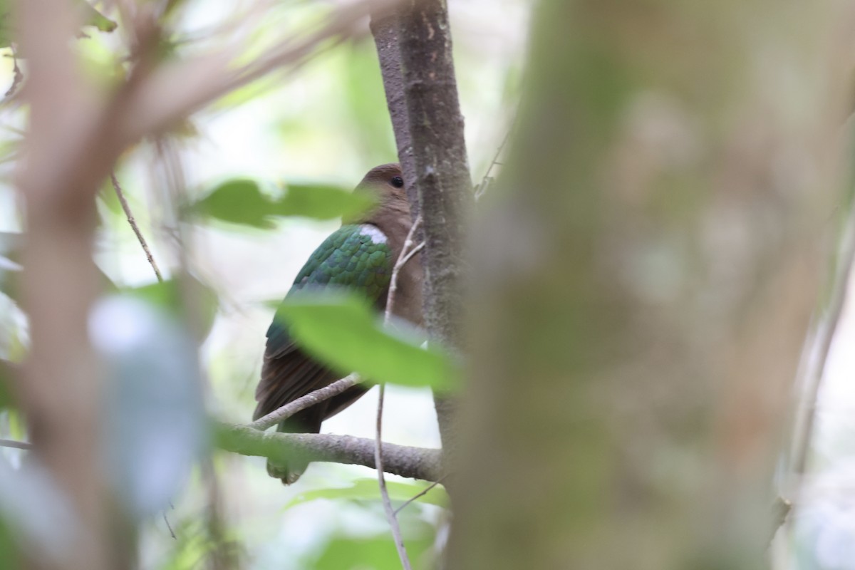 Pacific Emerald Dove - ML643674007