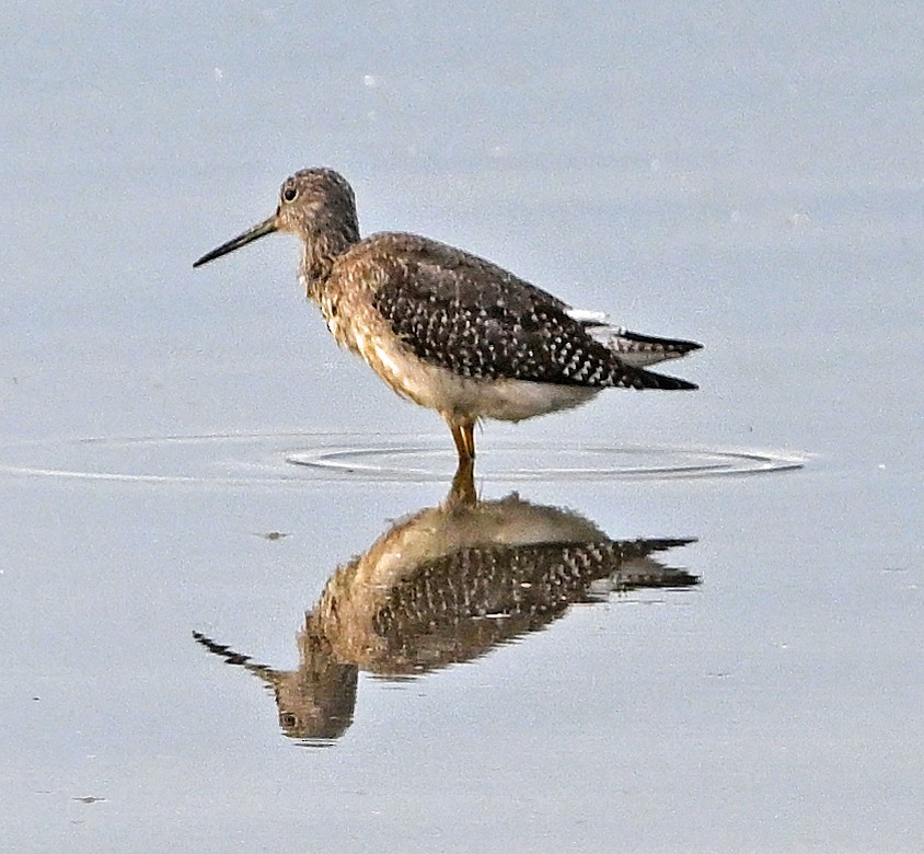 Greater Yellowlegs - ML643674013