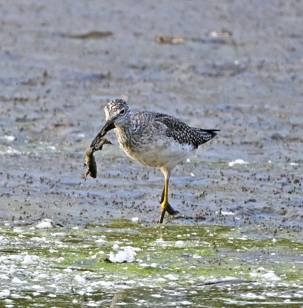 Greater Yellowlegs - ML643674014