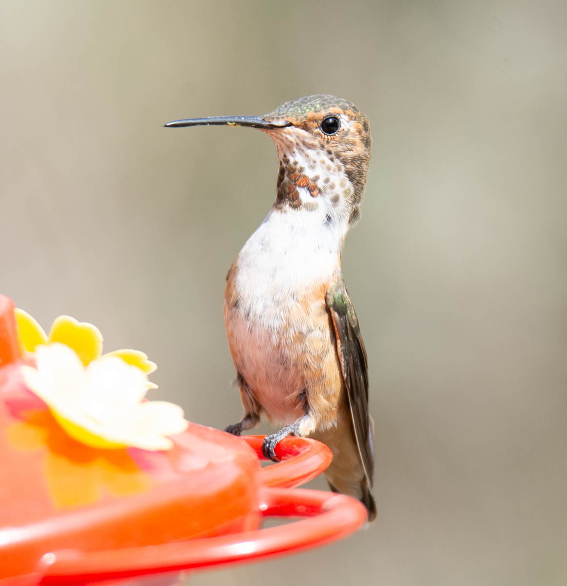 Allen's Hummingbird - ML643674024