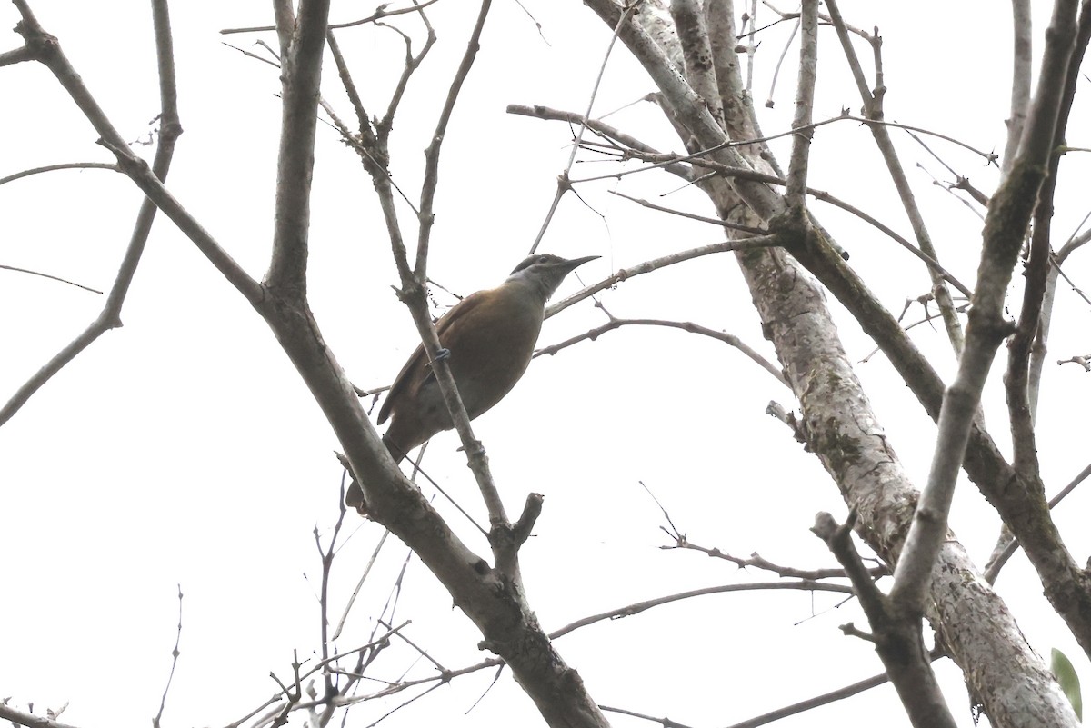 Tawny-breasted Honeyeater - ML643674057