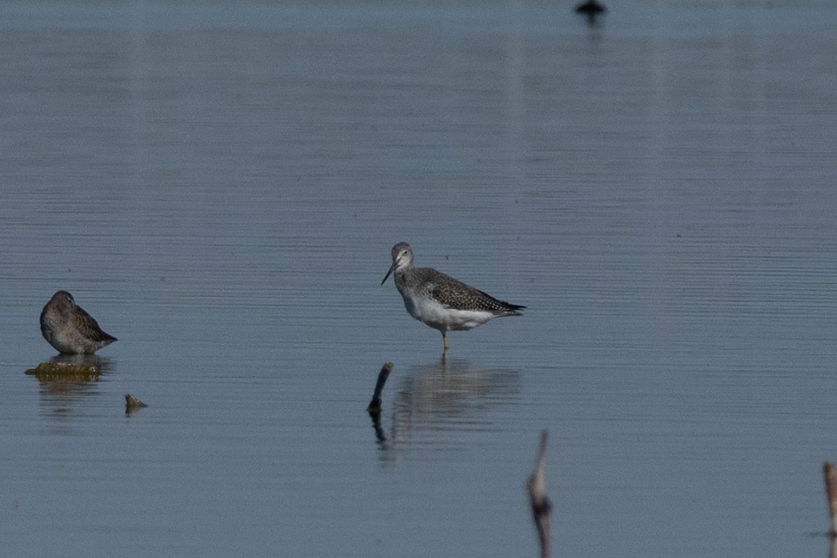 Greater Yellowlegs - ML643674068