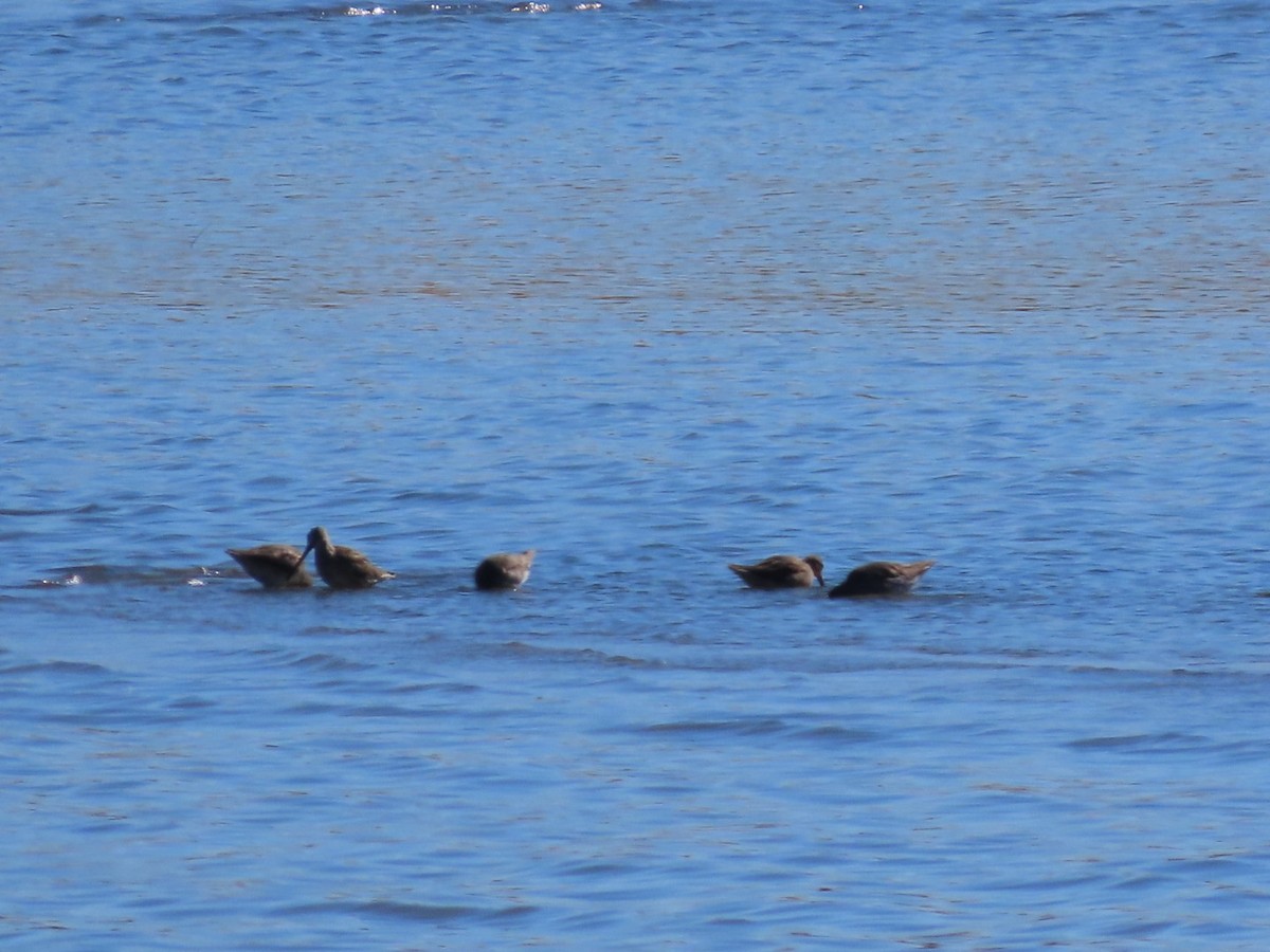 Long-billed Dowitcher - ML643674078