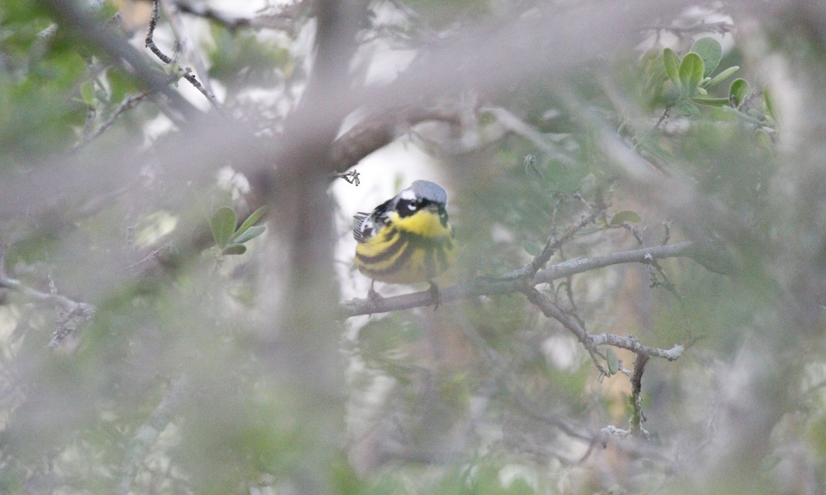 Magnolia Warbler - ML643674086