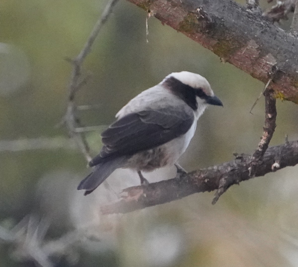 Eurocéphale à couronne blanche - ML643674103