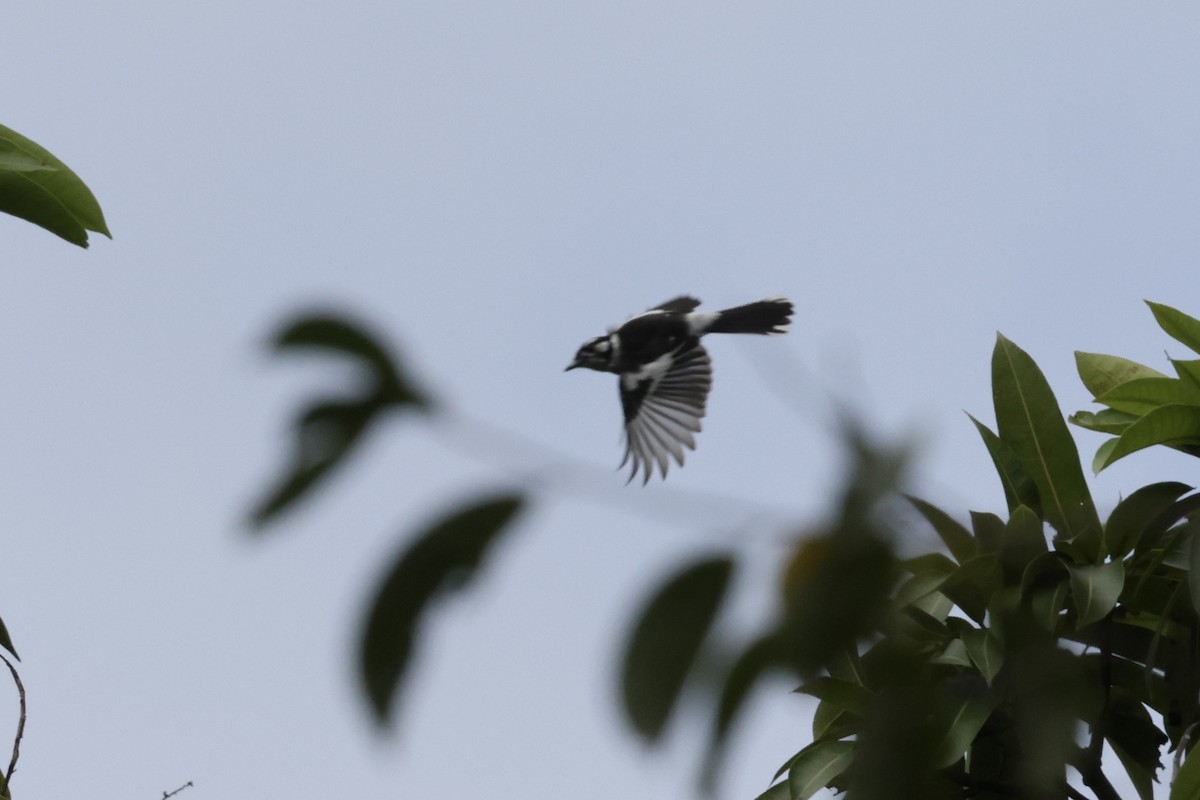 White-eared Monarch - ML643674125