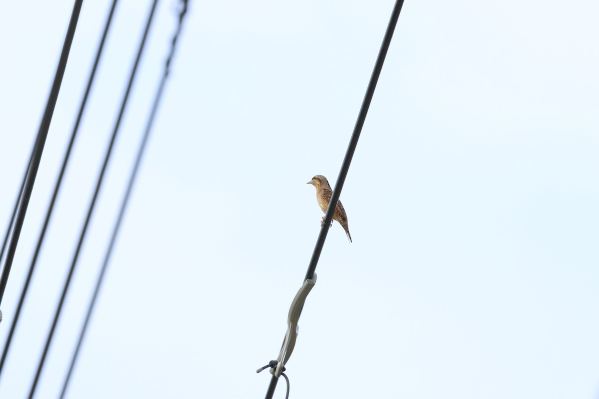 アリスイ - ML643674127