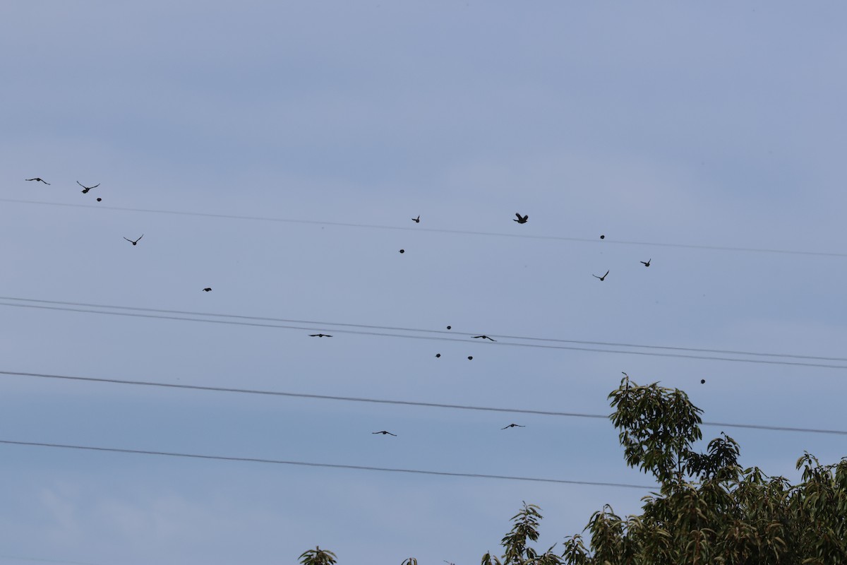 ヒヨドリ - ML643674157