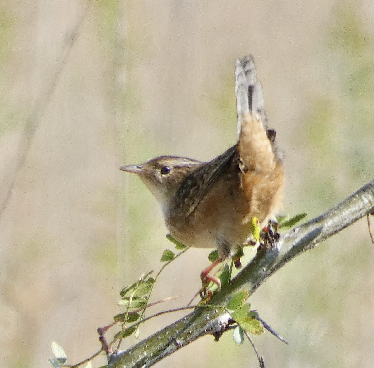 Sedge Wren - ML643674164