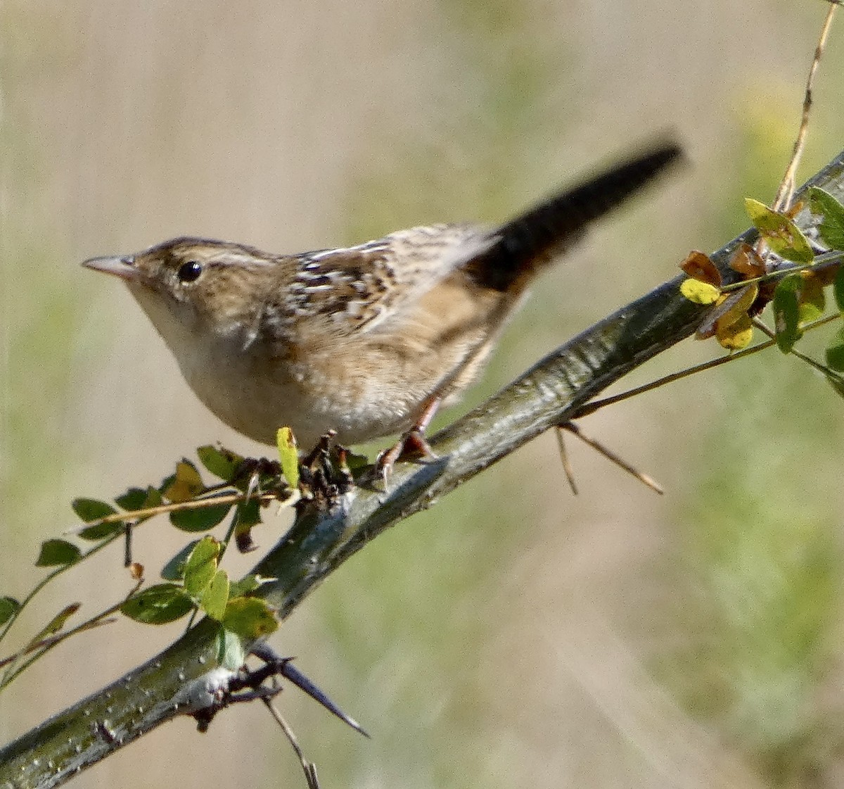 Sedge Wren - ML643674165