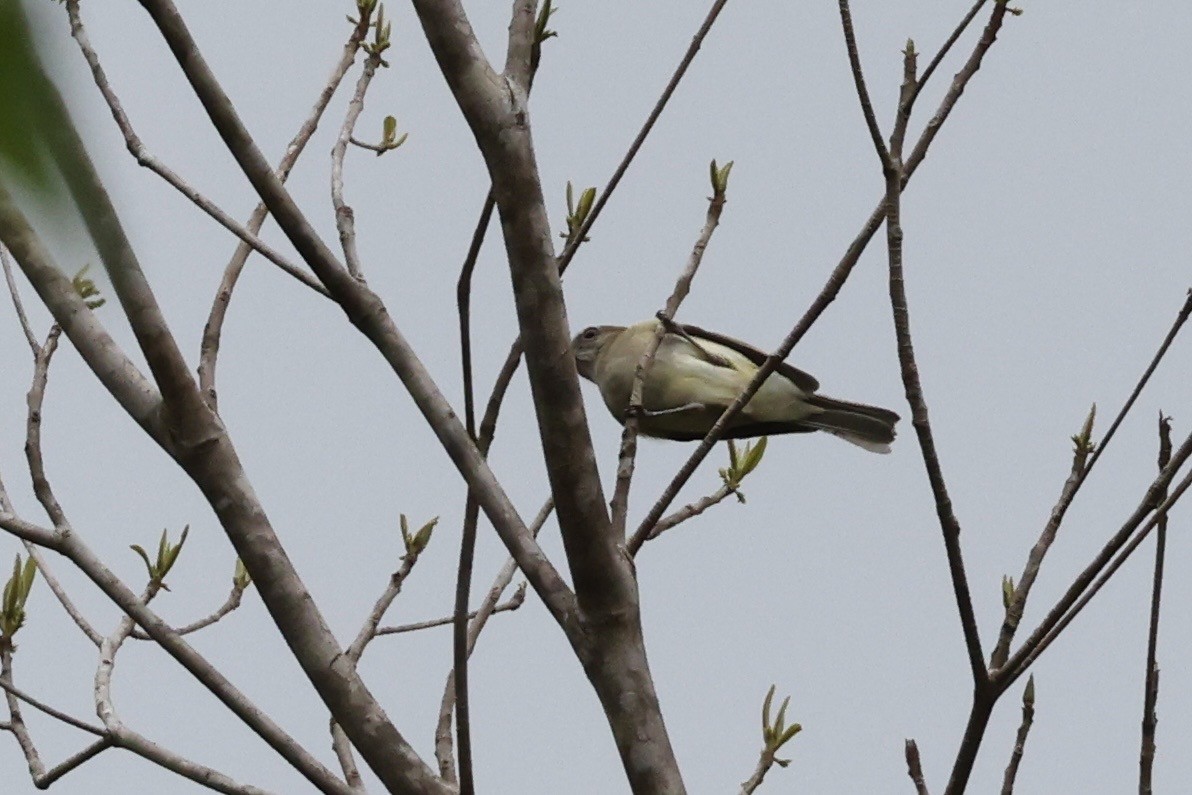 Lemon-bellied Flyrobin - ML643674168