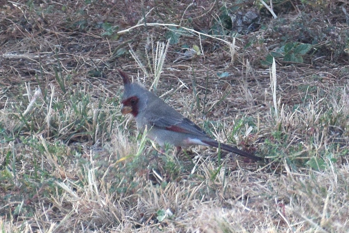 Pyrrhuloxia - ML643674169