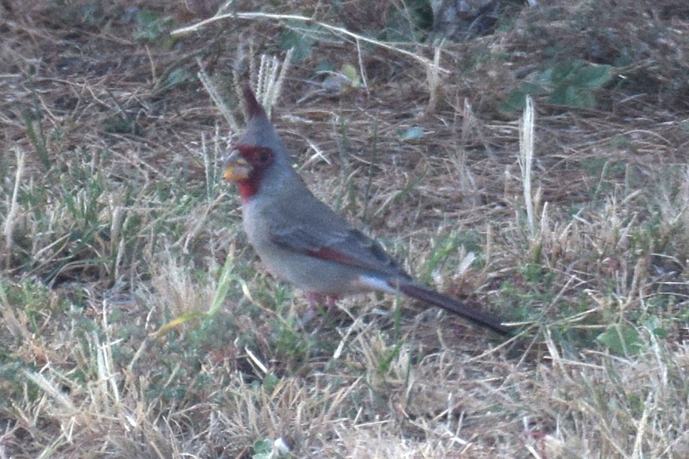 Pyrrhuloxia - ML643674170