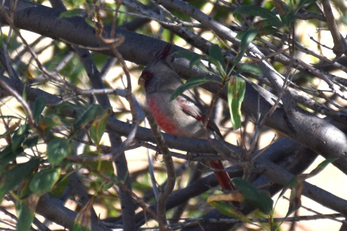 Pyrrhuloxia - ML643674171