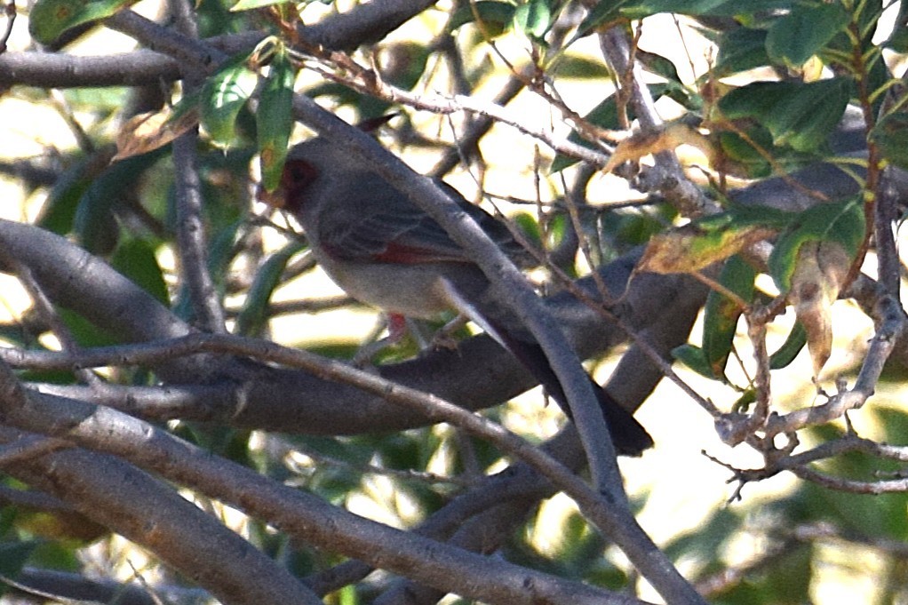 Pyrrhuloxia - ML643674172