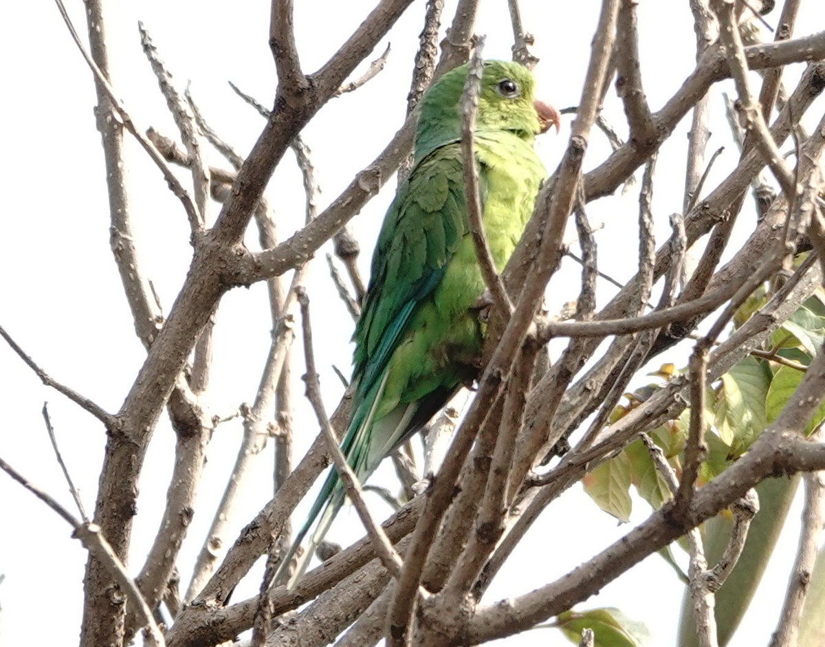 Plain Parakeet - ML643674190