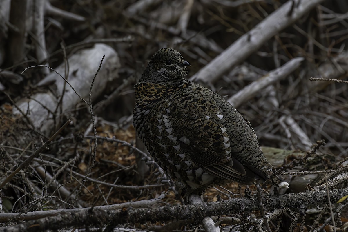 Spruce Grouse - ML643674222