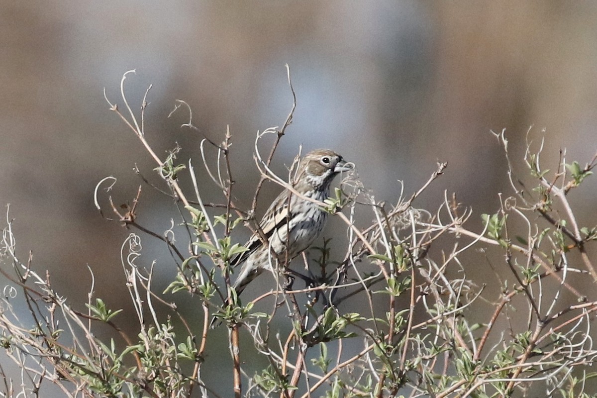 Lark Bunting - ML643674265