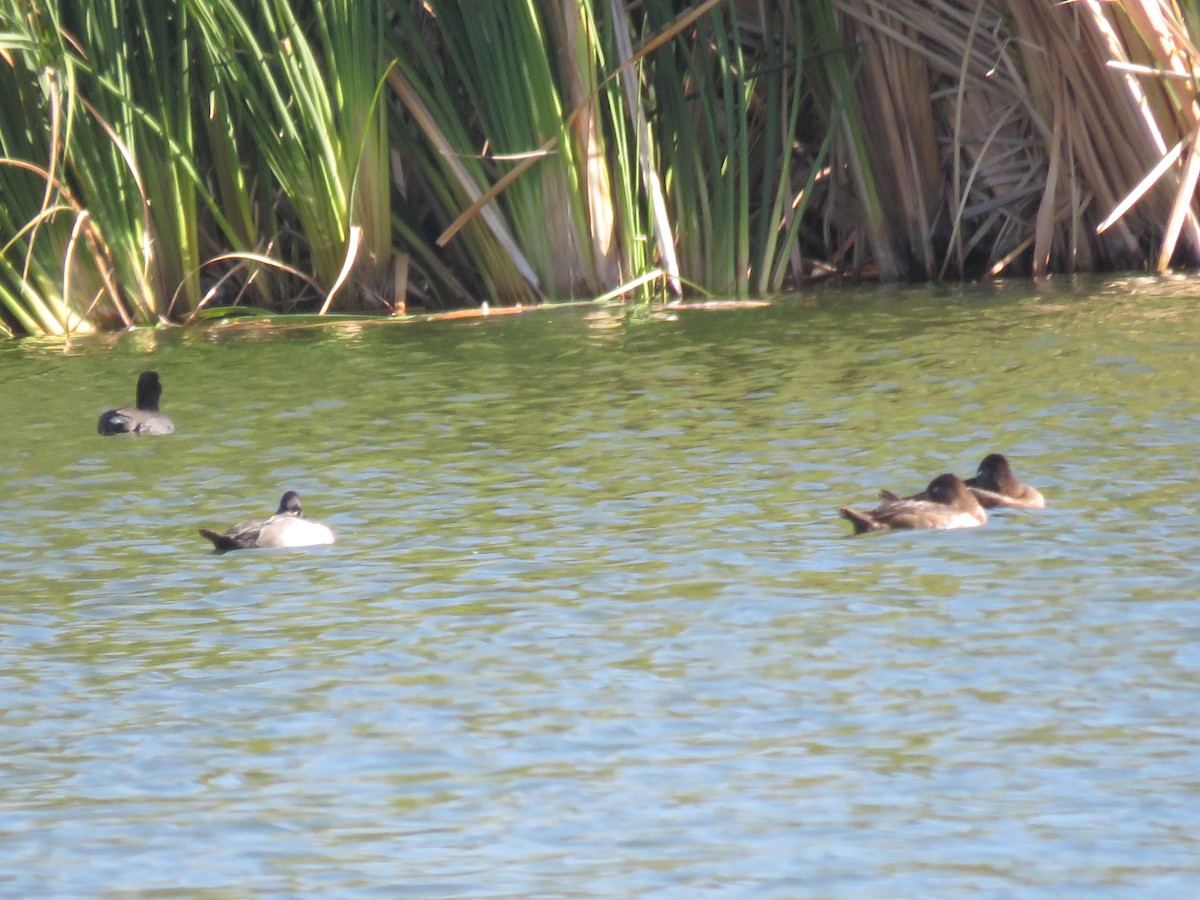 Ring-necked Duck - ML643674270