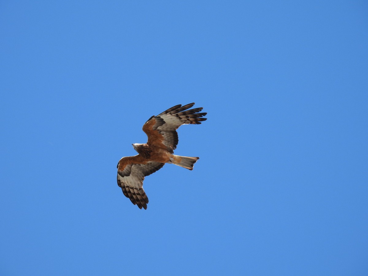 Square-tailed Kite - ML643674275