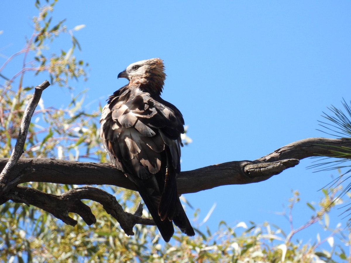 Square-tailed Kite - ML643674276